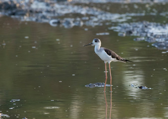 Black winged Stilt(Himantopus himantopus ) in water