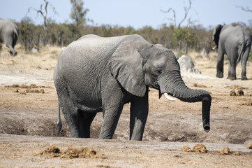 Fototapeta na wymiar Elephant relaxing its proboscis