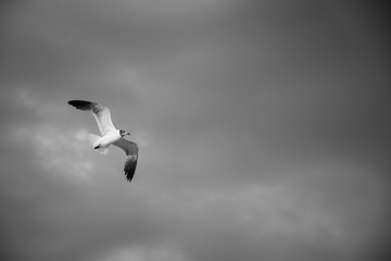 bird