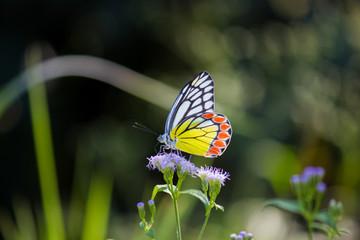 Beautiful Indian Jezebel Butterfly sitting on the flower plant in its natural habitat