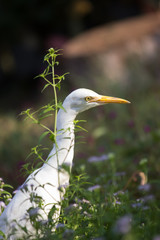  Cattle Egret in the garden in its natural habitat in a soft blurry background.