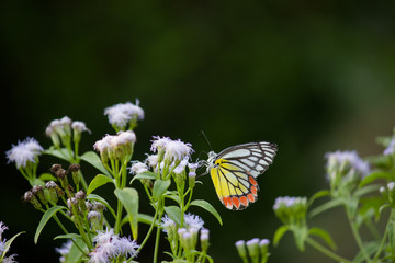 Beautiful Indian Jezebel Butterfly sitting on the flower plant in its natural habitat