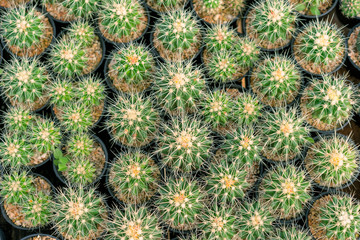 Cactus thorns, globe shaped cactus with long thorns. Cactus background, Top view.