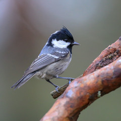 Coal tit