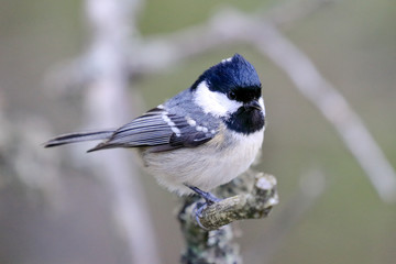 Coal tit