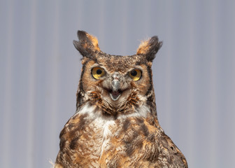 Owl
