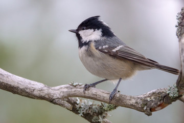 Coal tit