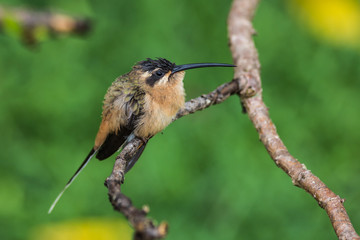Brazilian Bird. This brazilian bird is very rare in brazilian savannah.