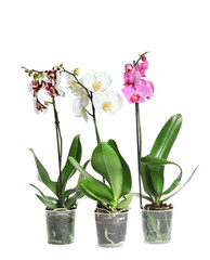 Plakat Beautiful tropical orchid flowers in pots on white background