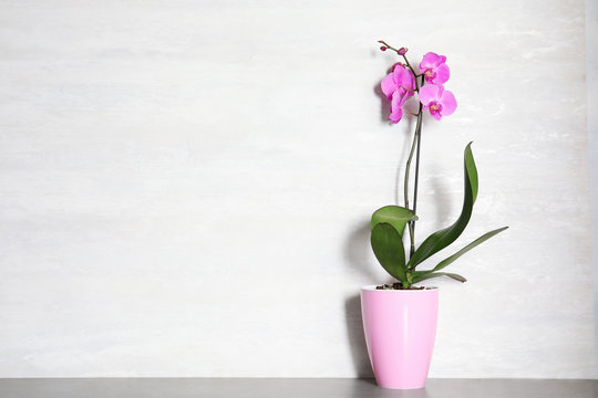 Fototapeta Beautiful tropical orchid flower in pot on table near color wall. Space for text