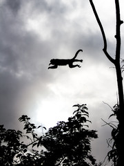 Salto do Macaco - Este é um macaco muito comum no Cerrado  Brasileiro.