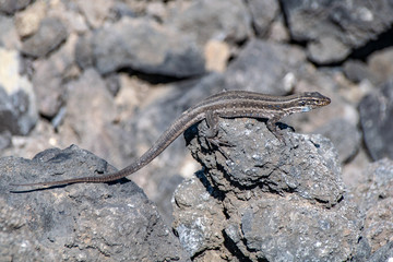 La Palma Lizard (gallotia galloti palmae) resting on volcanic lava rock in sunlight