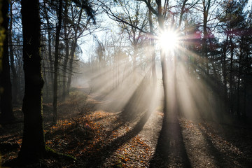 Obraz premium Herbst nebel sonnne stimmung 