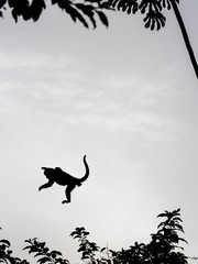  Salto do Macaco - Este é um macaco muito comum no Cerrado Brasileiro.