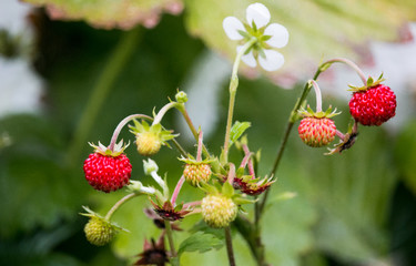 Wild Strawberries in my Garden