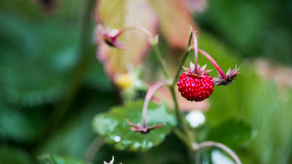 Wild Strawberries in my Garden
