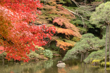 Autumn leaves in Japan, Park in Narita city, Chiba prefecture