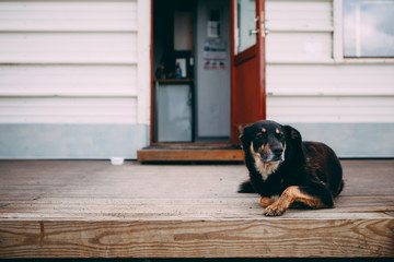Farm dog sitting at the porch of village house