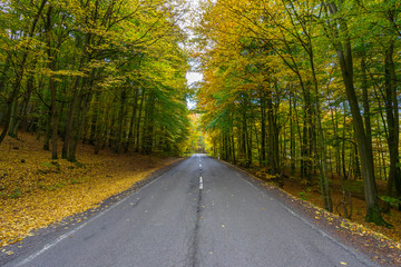 Straße mit Herbstlaub
