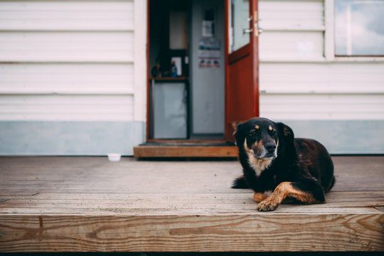 Farm Dog Sitting At The Porch Of Village House