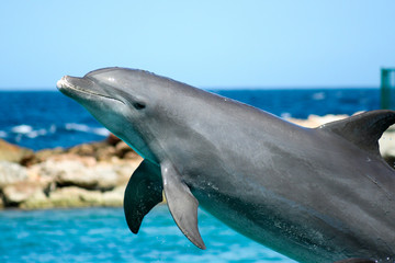 Naklejka premium Curacao