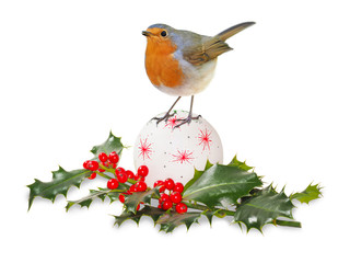 Robin (Erithacus rubecula) isolated on white background, with Christmas decorations and twig of holly in winter
