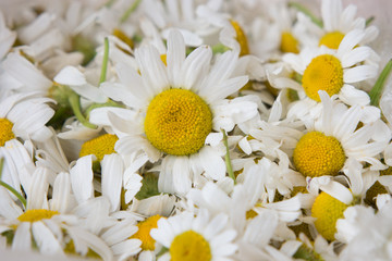 fresh chamomile flowers. background closeup.