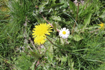 Obraz premium Yellow and white flowers on the garden