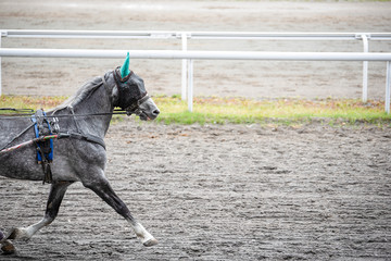 Gray horse with a blindfold on runs