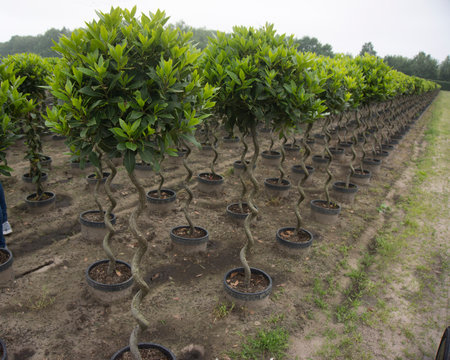 Piante di Alloro (Laurus nobilis) con fusto a spirale