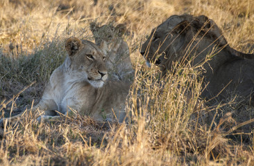 lions in the savannah