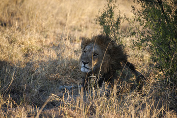 lion in the savannah