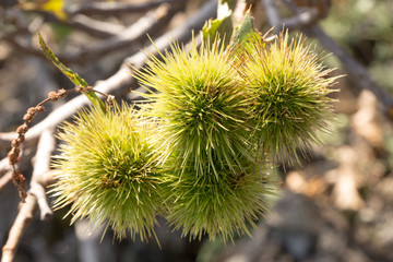 Prickly chestnut fruit