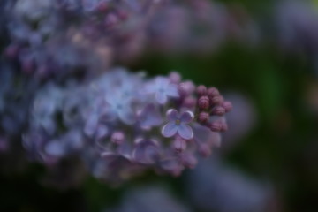 Fototapeta premium Blooming violet lilacs in spring in nature