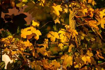 maple leaves in autumn