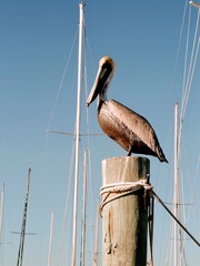 Pelican on post