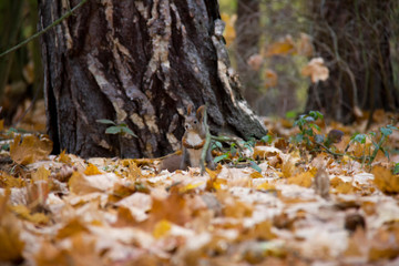 Red squirrel in autumn forest. Czech Republic.