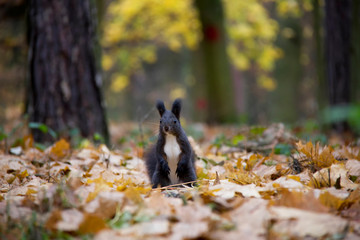 Black squirrel in autumn forest. Czech Republic.