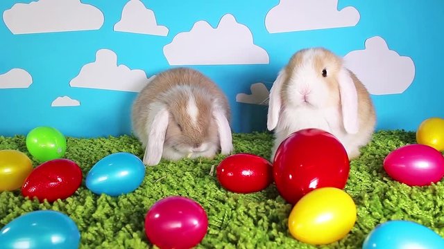 Easter bunnies bunny rabbit red,green,blue,pink,egg colorful eggs and rabbits cute pet video