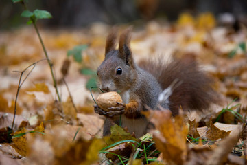 Red squirrel with a nut. Czech Republic.