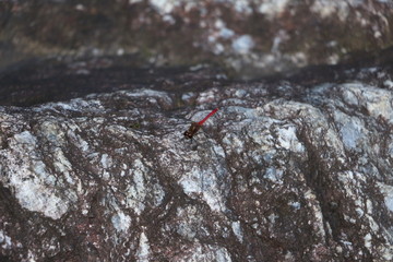 Red Dragonfly
