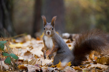 Red squirrel in autumn forest. Czech Republic.