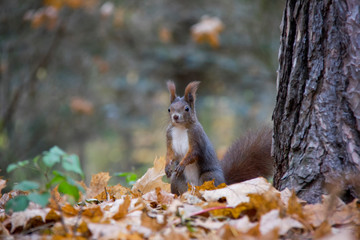 Red squirrel in autumn forest. Czech Republic.