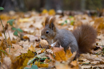 Red squirrel with a nut. Czech Republic.