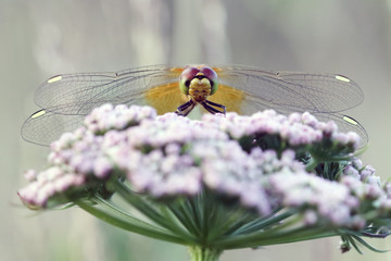 Dragonfly