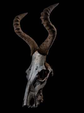 Hartebeest Skull