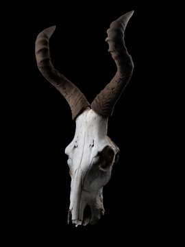 Hartebeest Skull