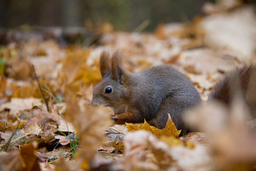 Red squirrel in autumn leaves. Czech Republic.