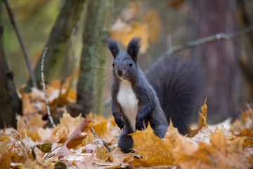 Posing black squirrel in autumn leaves. Czech Republic.
