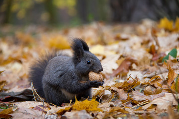 Black squirrel with a nut in autumn forest. Czech Republic.